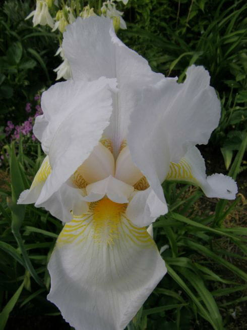 #iris