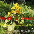 Kwiat i owady