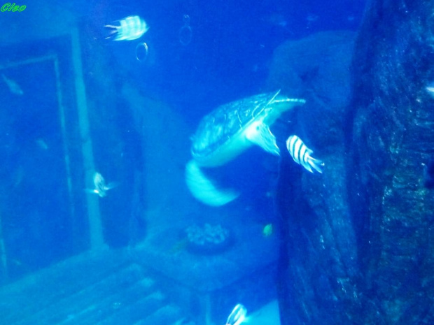 06.08.2008