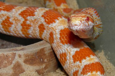 #GADYZWIERZETAWĘŻE