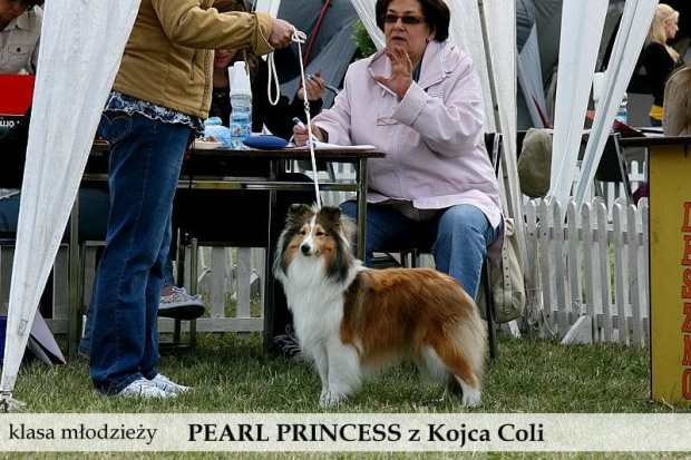 owczarek szetlandzki sheltie