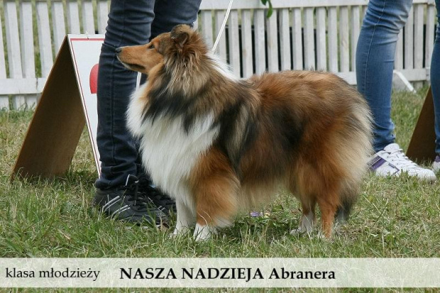 sheltie