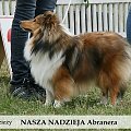 sheltie