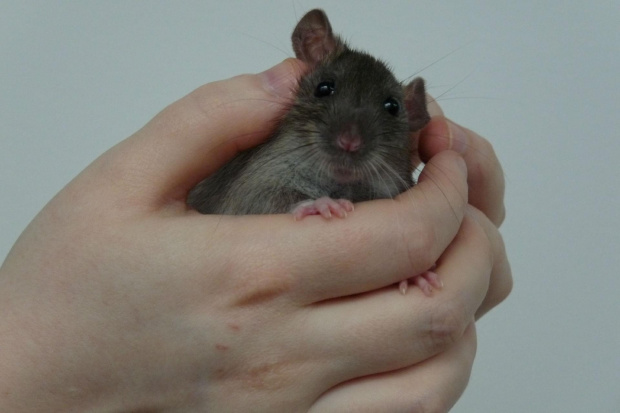 szczury z Łodzi #rat #rats #szczur #szczury