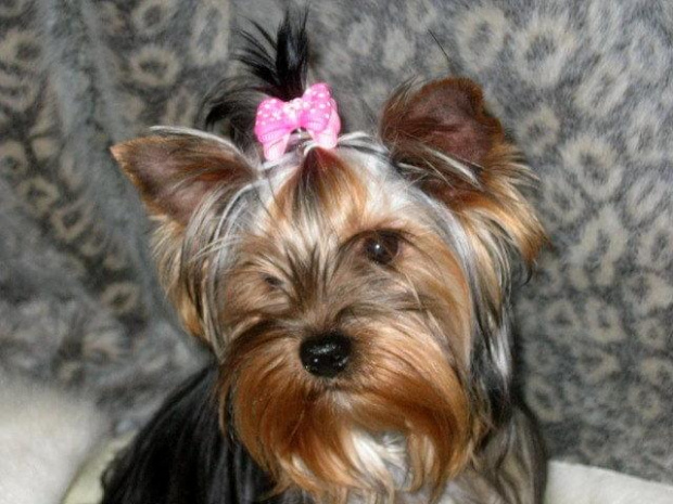 Cassy