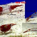RED RILI
