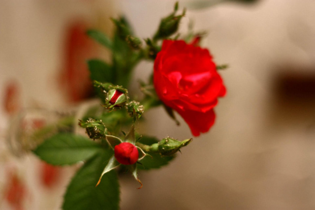 mala różyczka #róża