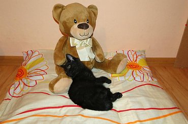 Koty do adopcji #adopcja #adopcje #Gliwice #kocięta #kot #kotki #koty #pomoc #przygarnę #schronisko #zaadoptuję #zwierzęta