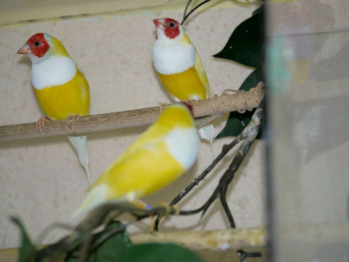 szpalty dwa u góry, ten po lewej po żółtym i niebieskiej samiczce, a ten po prawej szpalt żółty DF po srebrnym różowopierśnym