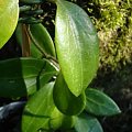 Hoya limoniaca
