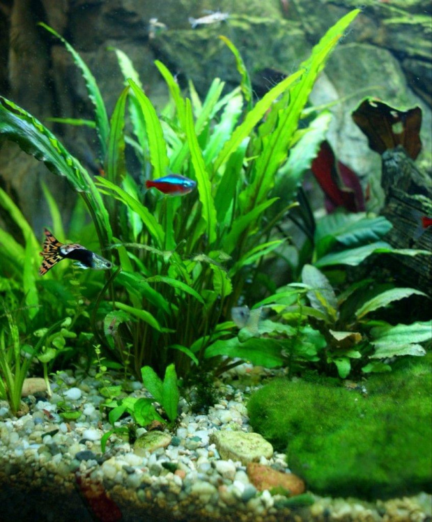 Cryptocoryne Wendtii Green - Zwartka Wendta Zielona