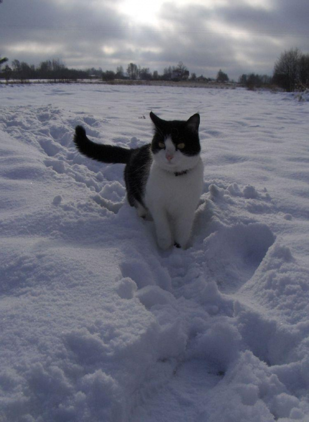 Buszująca w śniegu... ;) #koty