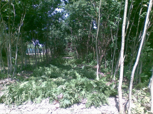 Szkółka leśna #Kolonia #leśna #leśne #mazowieckie #odnowienia #Pasztowa #podkładka #porolne #sadzonki #szkółka #viridis #Wola #zalesienia #zalesień