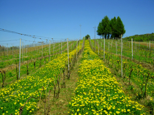 winnica dolina sanu, www.winnica-dolinasanu.pl wiosna 2012 #WinnicaDolinaSanu