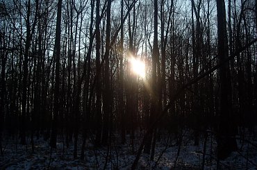 #DRZEWA #LAS #SŁOŃCE #ŚNIEG #ZABAWAŚWIATŁEM #ZIMA