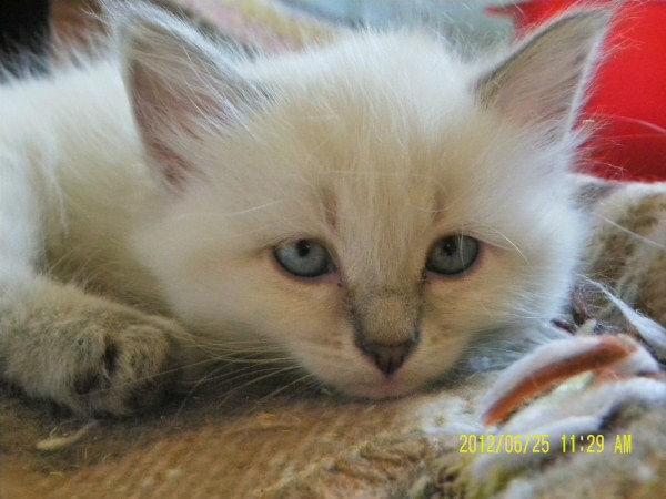 Tu podaj tekst alternatywny