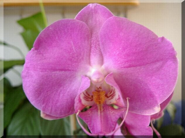 Phalaenopsis