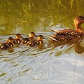 #kaczki #przyroda #rodzinka #zwierzęta
