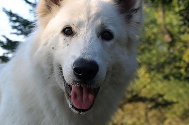 #BiałyOwczarekSzwajcarski #BiałeOwczarkiSzwajcarskie #OwczarekDługowłosy #BiałyOwczarek #HodowlaFCI #ZChatyLeona #StareSiołkowice #GminaPopielów