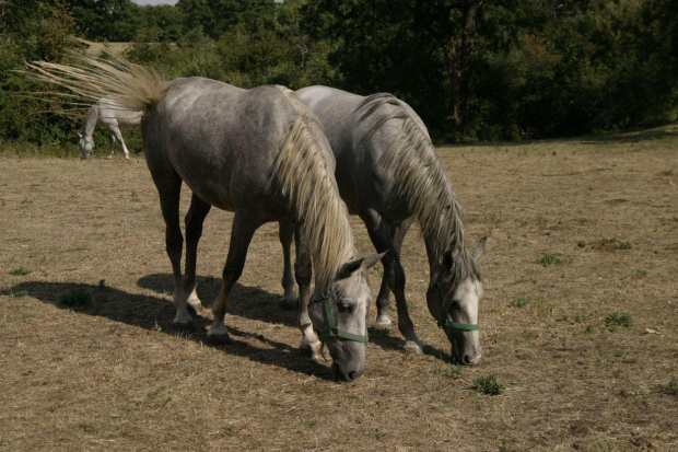 Lipicany rodzą się szare, gniade lub kare, dopiero między 5 a 10 rokiem życia ich maść zmienia się na siwą. #Słowenia #konie #lipicany
