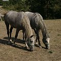 Lipicany rodzą się szare, gniade lub kare, dopiero między 5 a 10 rokiem życia ich maść zmienia się na siwą. #Słowenia #konie #lipicany