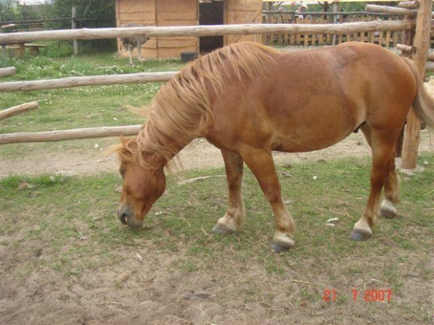 Traperska Osada COUNTRY The Medley - Bolechówko-Owińska 2007.07 #TraperskaOsadaCountryImpreza