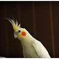 #papuga #nimfa #portret