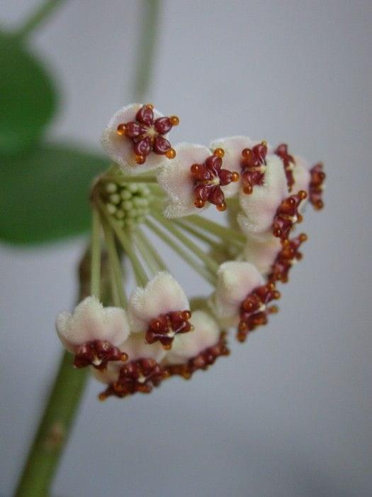 Hoya kerrii