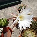 Echinopsis