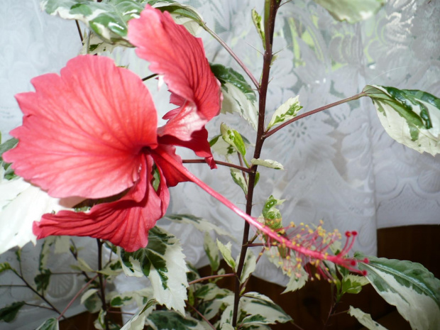 Hibiskus variegata