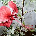 Hibiskus variegata