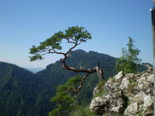 #drzewo #Pieniny #natura