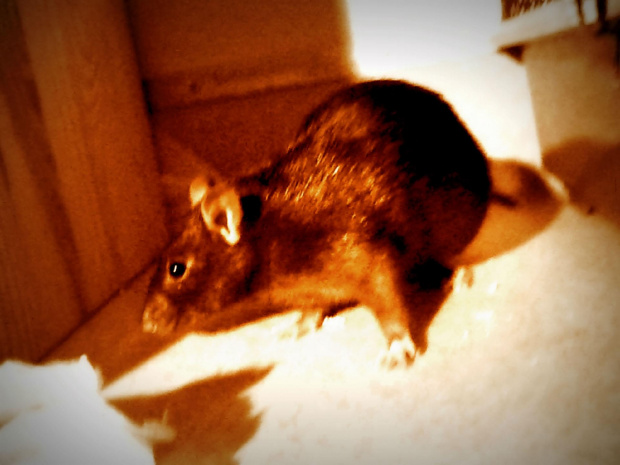 Moje Dziewczyny #szczury