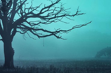 drzewo we mgle #drzewo #krajobraz #mgła #mrocznie #ranek #sceneria