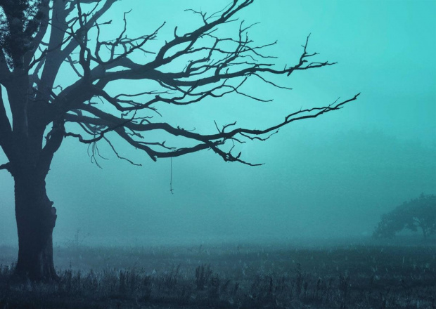 drzewo we mgle #drzewo #krajobraz #mgła #mrocznie #ranek #sceneria