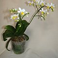 Phalaenopsis equestris var. aurea