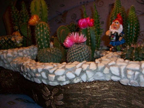 Moj maly swiat kaktusow! #kaktusy #natura #ogrodek #kwiaty #przyroda #dekoracje
