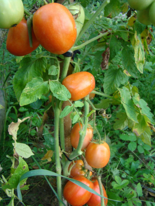 #pomidor