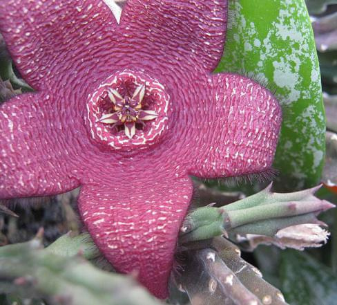 stapelia