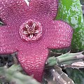 stapelia