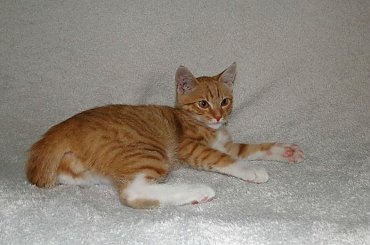 Koty do adopcji #adopcja #adopcje #Gliwice #kocięta #kot #kotki #koty #pomoc #przygarnę #schronisko #zaadoptuję #zwierzęta