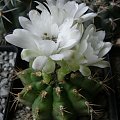 Gymnocalycium anisitsii