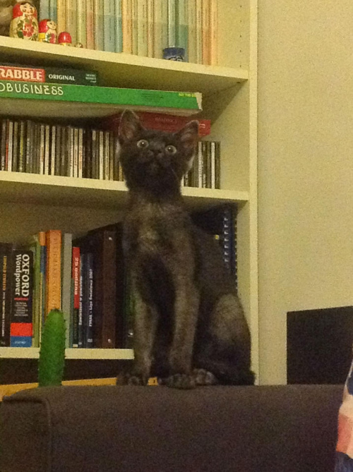 maja