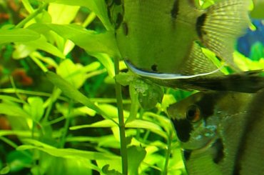 #skslar #ikra #woda #roślina #samiec #samica #tarło