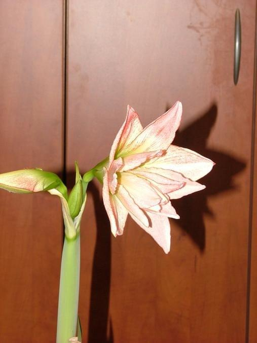 odmiana 'Aphrodite' - 2 lutego 2009 #amarylis #Aphrodite #Hippeastrum #hydroponika