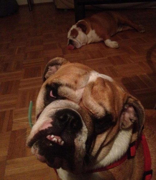 #bulldog #FioletoweForum #ForumBuldogaAngielskiego #pies