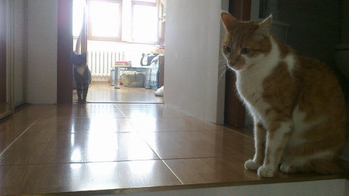 Nitek oswaja się z nowym miejscem #kot