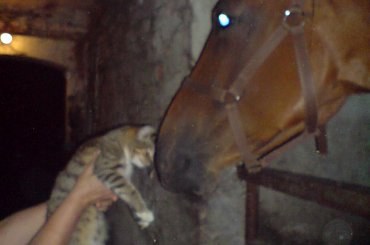 horse cat dog doberman pies malamute alaskan koty konie śmieszne funny #horse #cat #dog #doberman #pies #suka #AlaskanMalamute #mieszaniec #konie #koń #śmieszne #funny