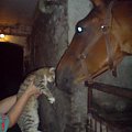horse cat dog doberman pies malamute alaskan koty konie śmieszne funny #horse #cat #dog #doberman #pies #suka #AlaskanMalamute #mieszaniec #konie #koń #śmieszne #funny