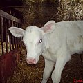 albino calf cielę cielak albinos biały white